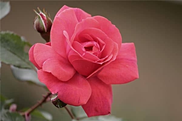 梦到玫瑰花树是好是坏