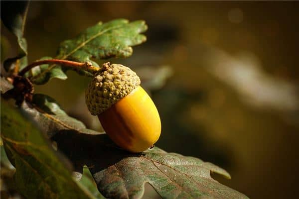 梦到了植物结果预示了什么