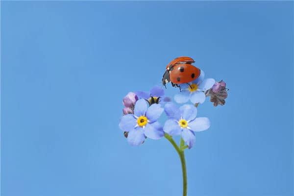 梦见身上掉虫子是怎么回事