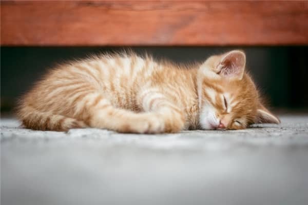 梦到好多猫咪意味什么