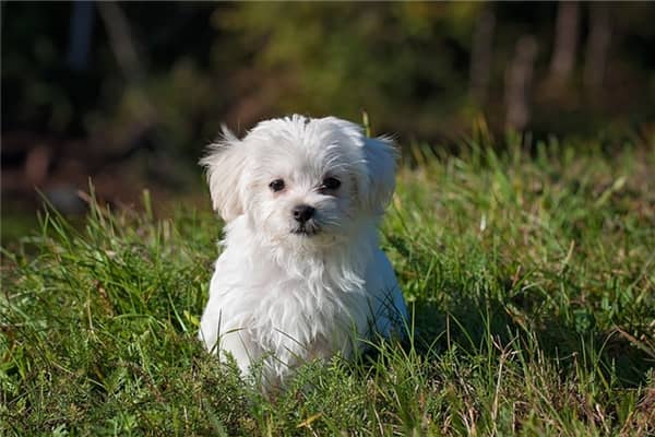 梦到了爱犬受伤没流血是好的征兆吗
