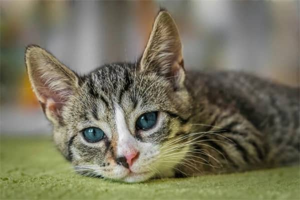 梦到了猫呕吐会是什么预兆