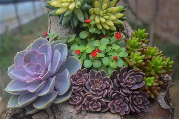 梦见多肉花是凶兆还是吉兆