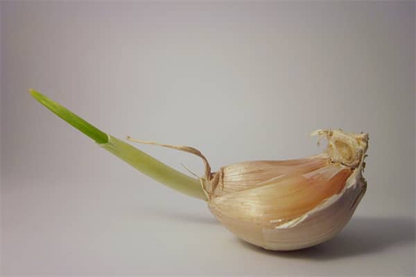 梦见腊八蒜是好的征兆吗