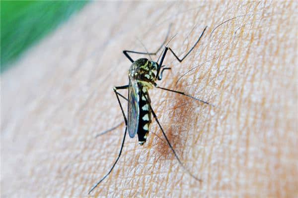 梦到了死蚊子怎么样