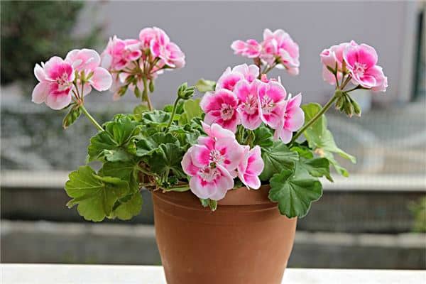 梦到撒花怎么样