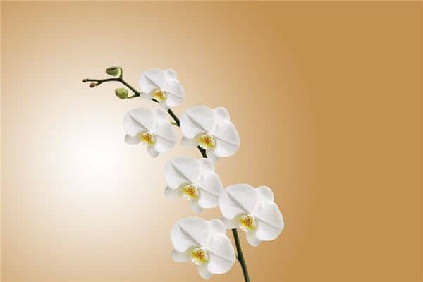 梦见木兰花意味着什么