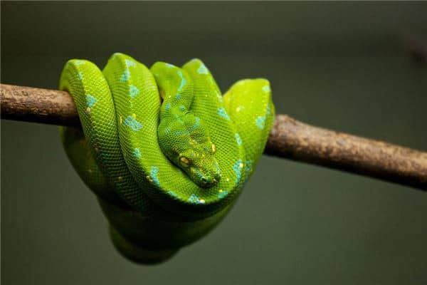梦到了别人把蛇打死意味着什么