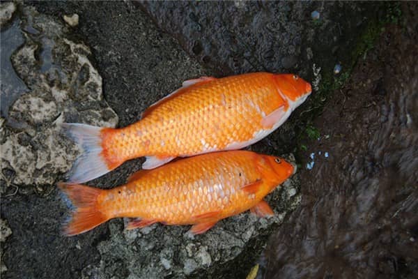 梦到爸爸养的鱼死了会怎么样