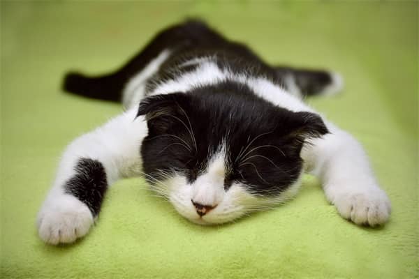 梦见猫吐血什么寓意