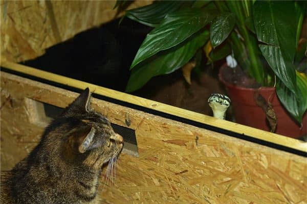 梦到猫蛇大战是怎么回事