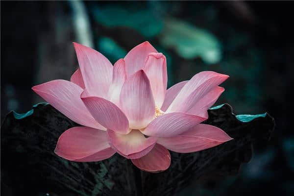 梦到连花是好的征兆吗