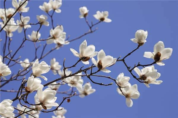 梦见玉兰花开预示什么