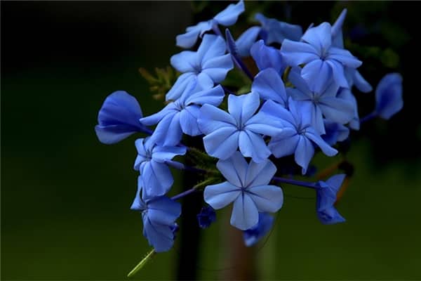 梦见花开花是好的征兆吗