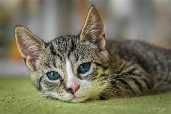梦到了猫流泪意味着什么
