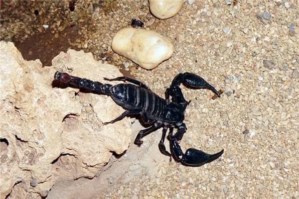 梦到被毒蝎子蜇了等待死亡预示着什么