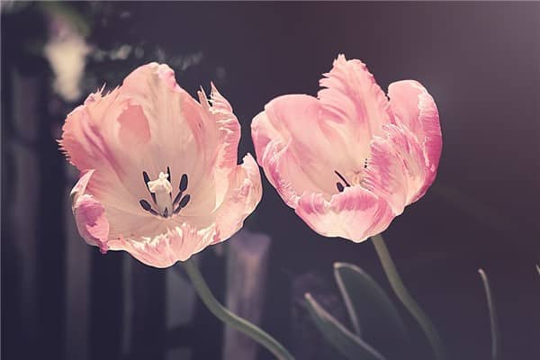 梦到花败是什么预兆