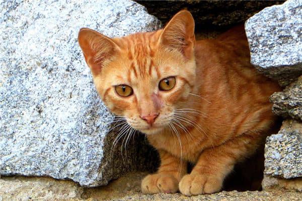 梦见和猫做爱是怎么回事