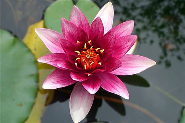 梦到了金莲花是什么意思