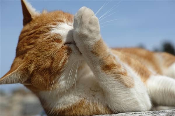 梦到猫腿上刻兔子是什么意思