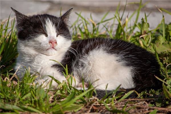 梦见白猫黑猫怎么说