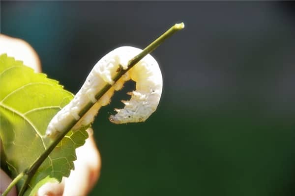 梦见茅蛆粘身有什么意思
