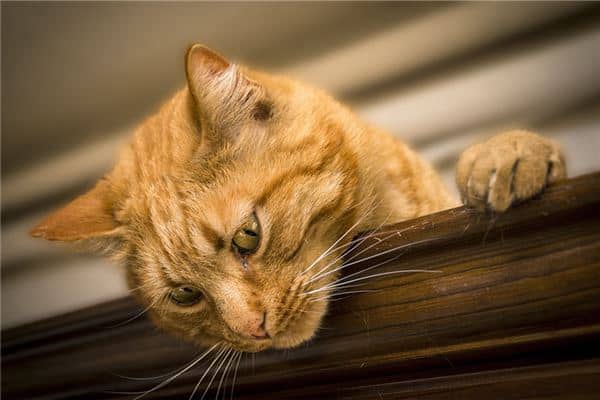 梦到了被猫咬了一口代表着什么