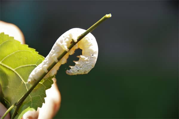 梦见虫子钻入身体怎么说