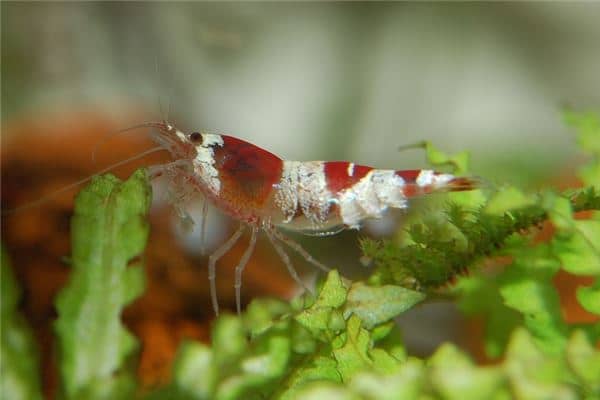 梦到了吃小虾代表着什么