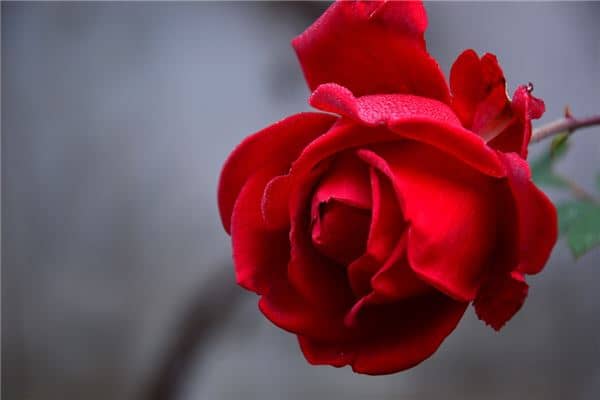 梦见小红花什么寓意