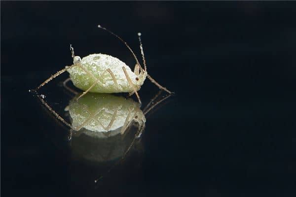 梦到头上生虱子是好是坏