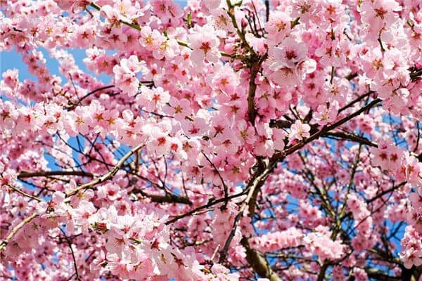 梦见树上开满鲜花预示了什么