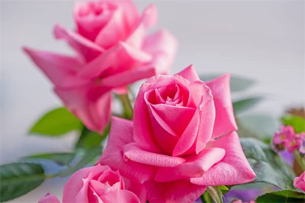 梦见红色玫瑰花会是什么预兆