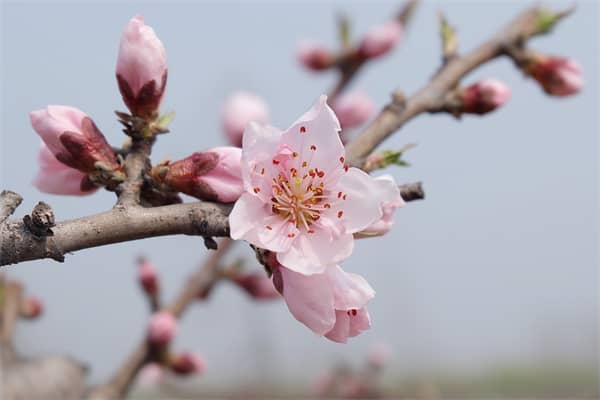 梦见阴桃花是凶兆还是吉兆