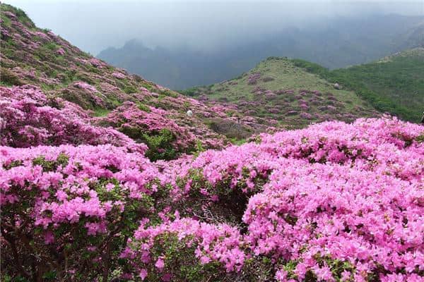 梦到了杜娟花有什么意思