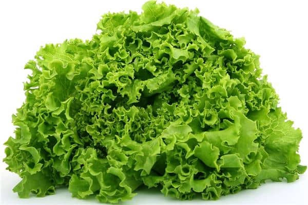 梦到了儿菜是什么预兆？