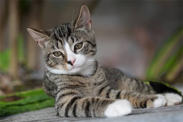 梦见别人养猫会怎么样