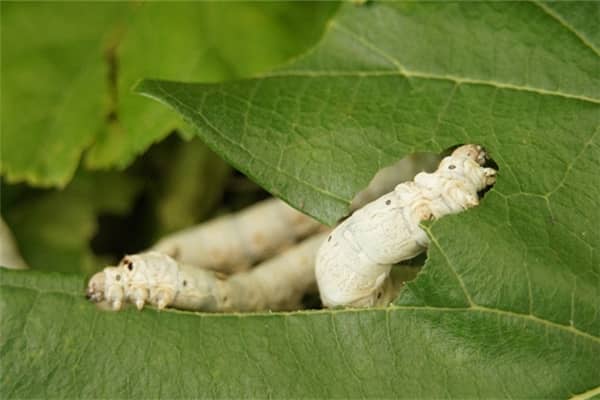 梦到很多白色大虫子有什么预示吗