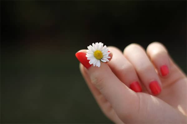 梦见指甲草花会怎么样