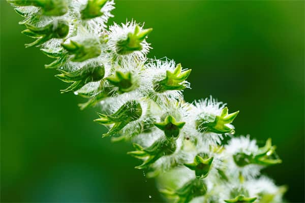 梦到了芝麻花是好是坏