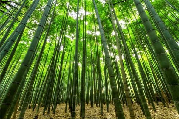 梦到竹树意味着什么