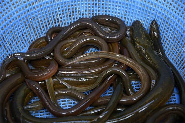 梦到了抓大黄鳝是什么意思