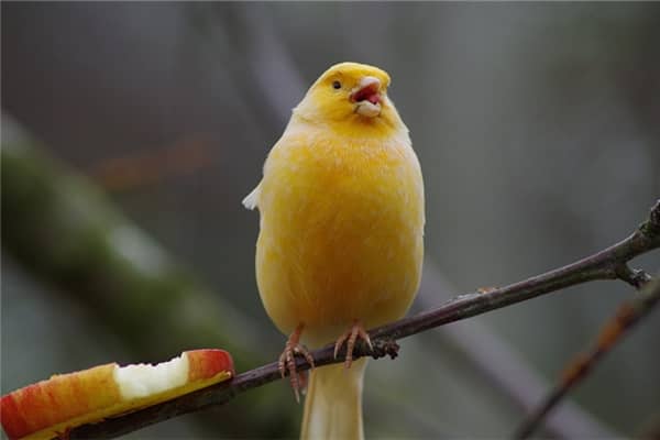 梦见一只小黄鸟代表什么