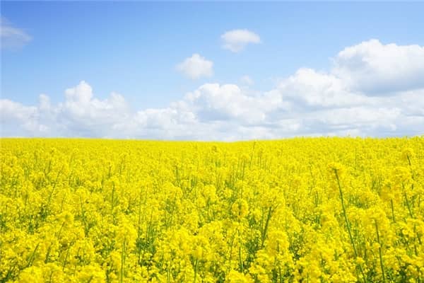 梦到油菜仔代表着什么？