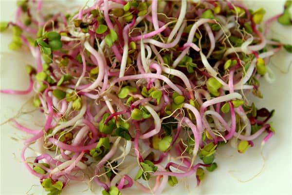 梦见芽菜是咋回事