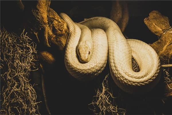 梦到白蛇咬人什么寓意