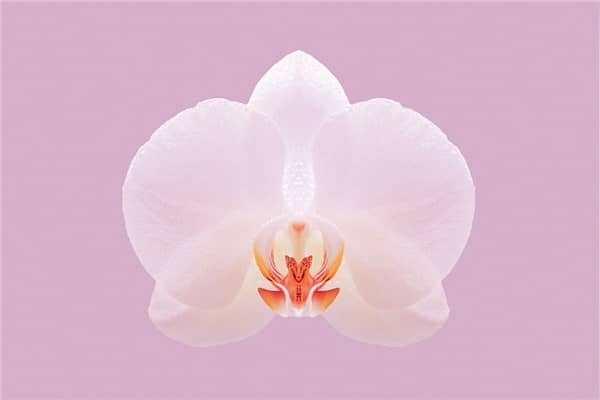 梦到了蝴蝶兰花有什么含义