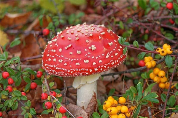 梦见红蘑菇预示什么