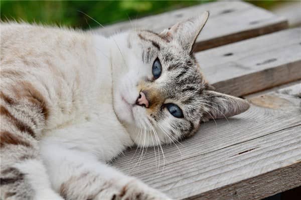 梦到猫进家门的预兆