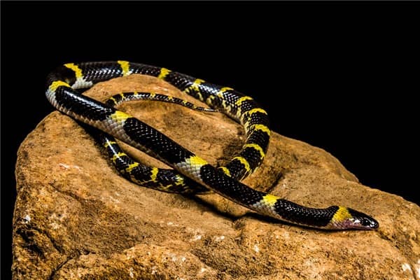 梦到小蛇变大蛇代表着什么